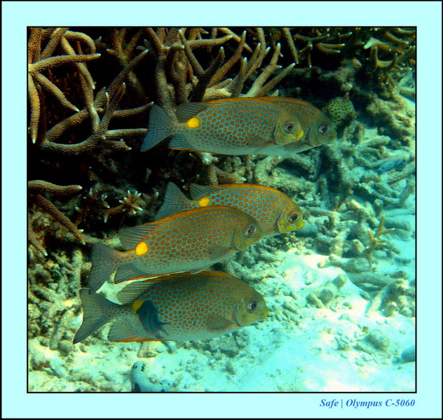 2005 - 08 - Perhentian  - 216.JPG